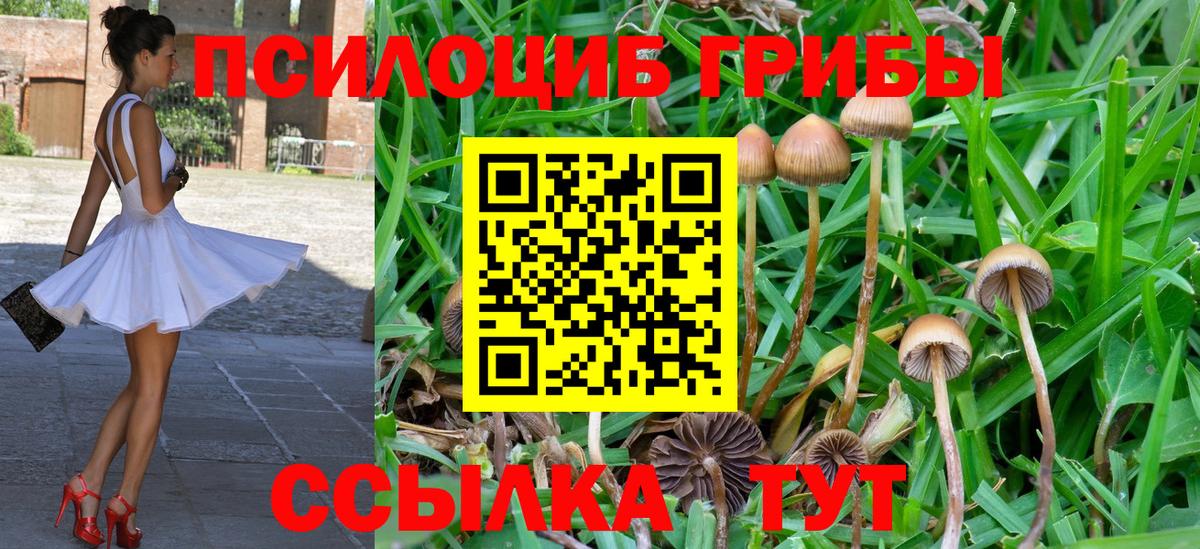 Чернушка  Галлюциногенные грибы Psilocybe  Вход с VPN  Псилоцибиновые грибы мухоморы 